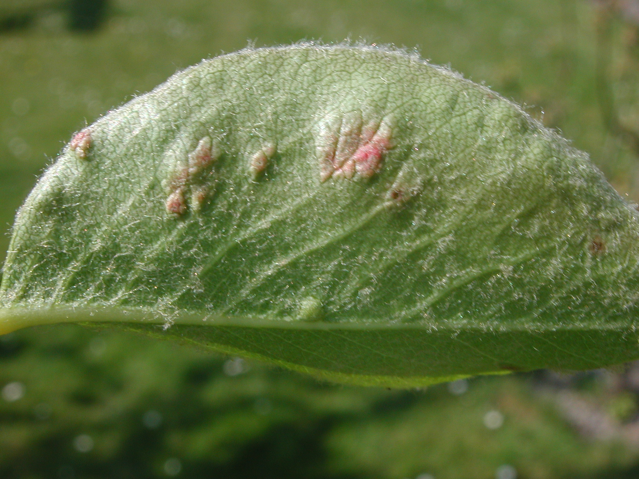 Pear leaf blister mite damage. Image © NIAB EMR